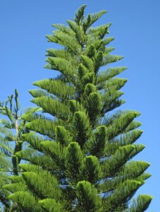 Norfolk Island Pine Tree