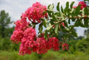 Crepe Myrtle Tree Care