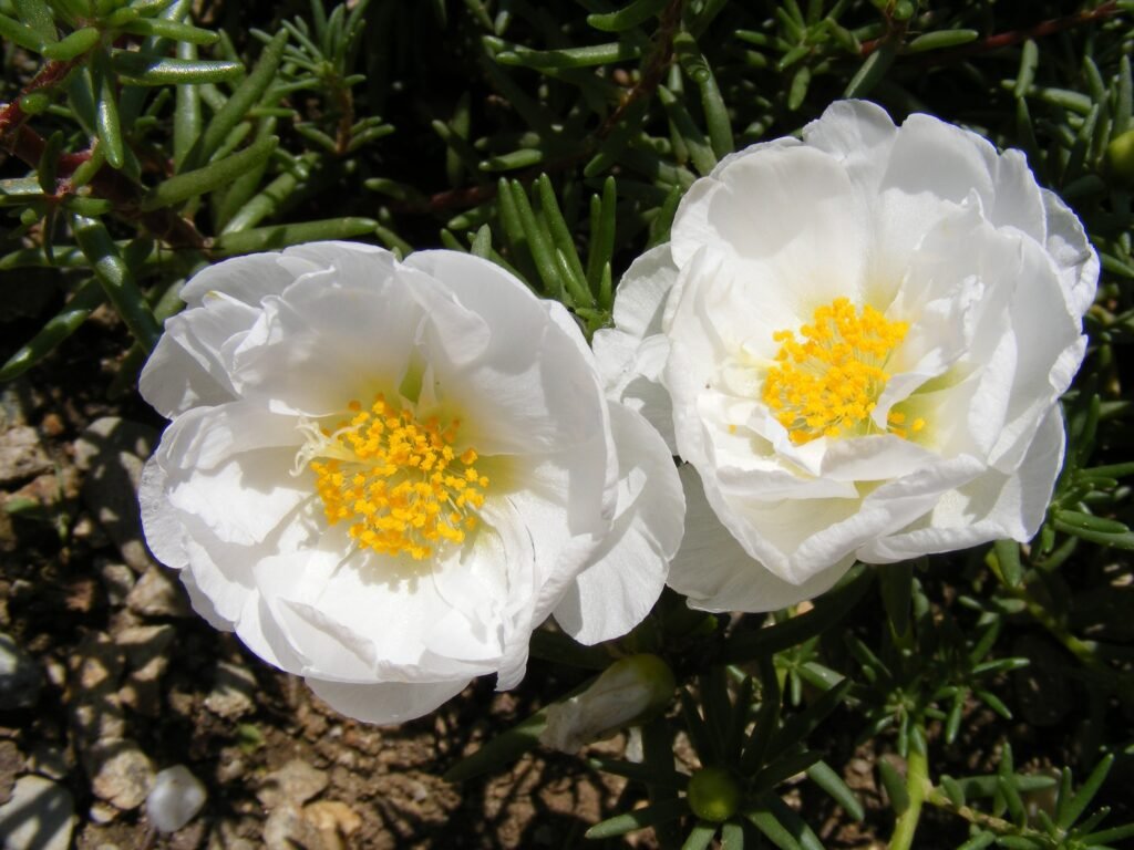 Portulaca Grandiflora - Flower Care