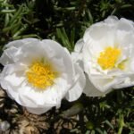 Portulaca Grandiflora - Flower Care