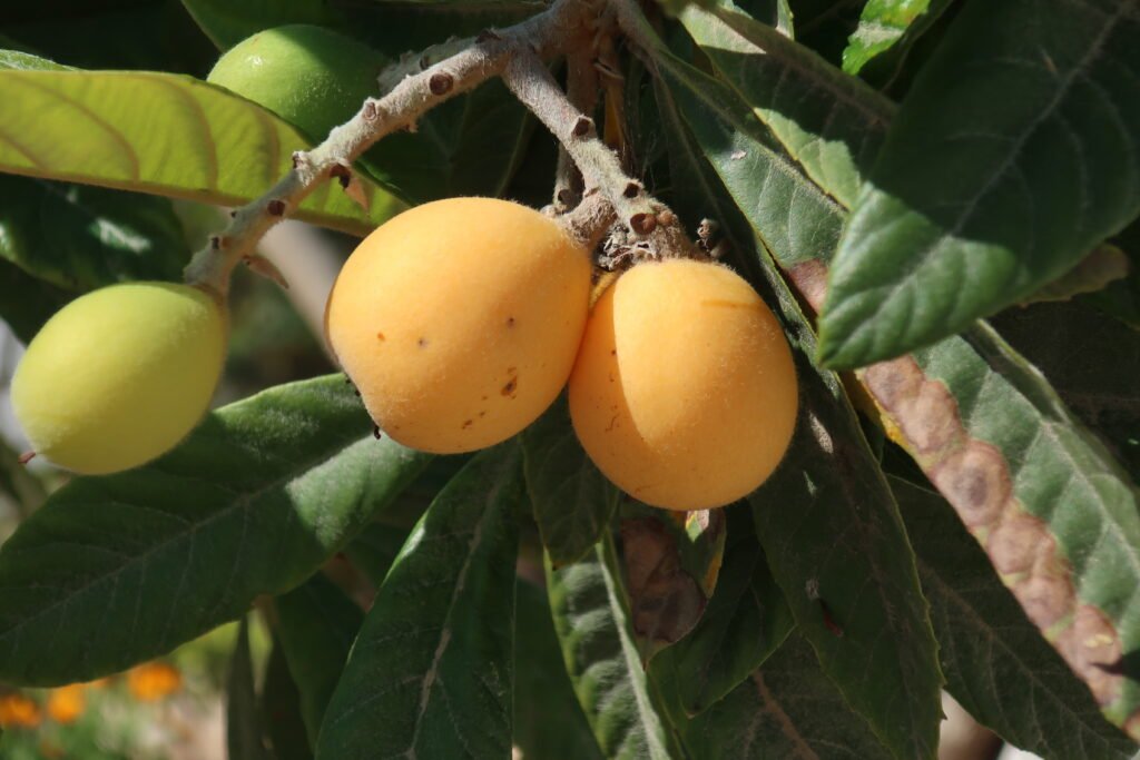 Loquat Tree Care