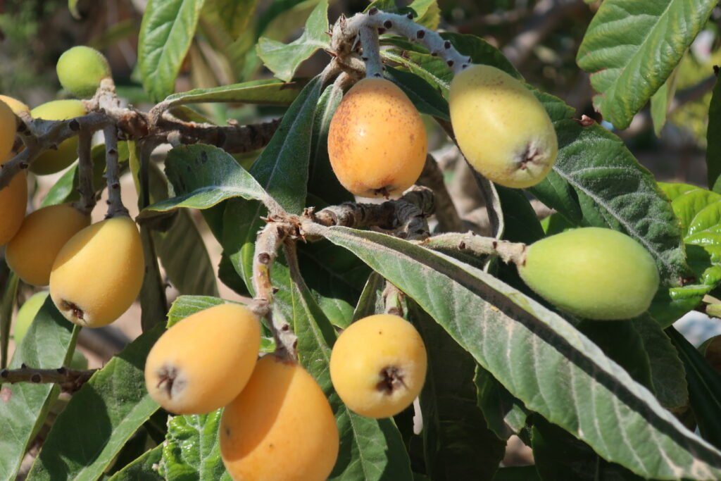 loquat tree care