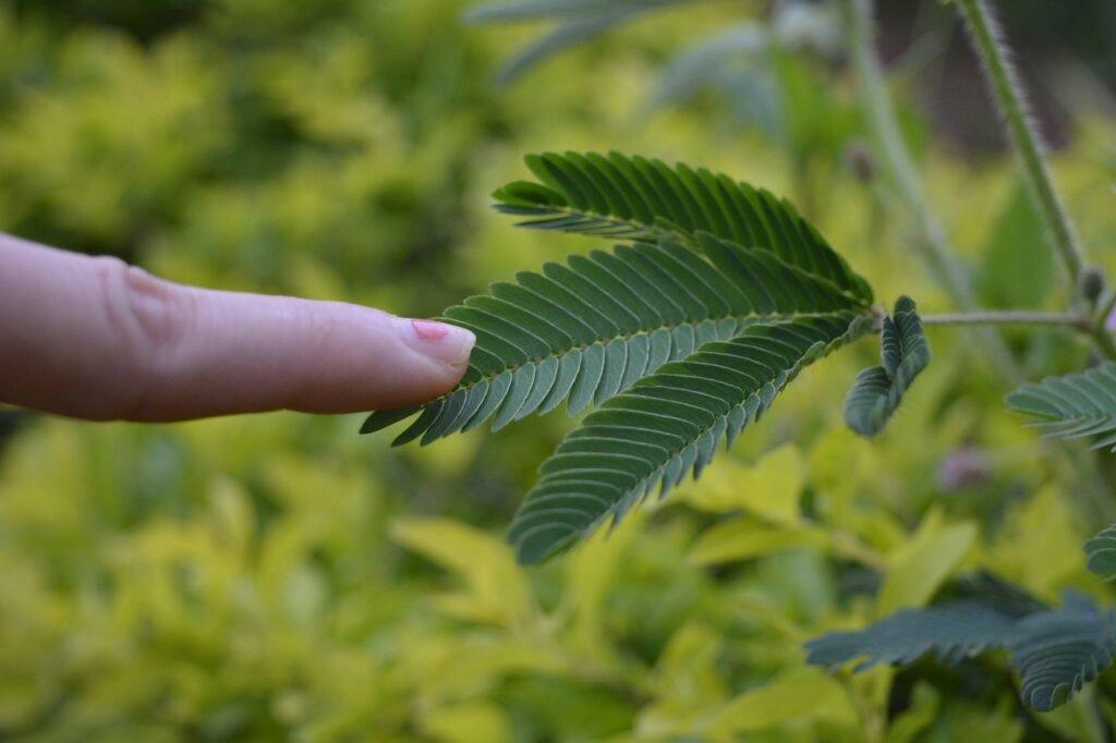 The sensitive plant, "Touch Me Not"