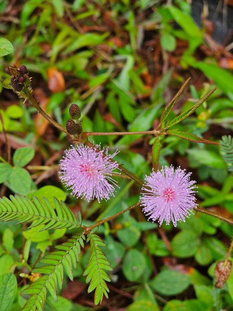 Sensitive Plant Care : All That You Need To Know