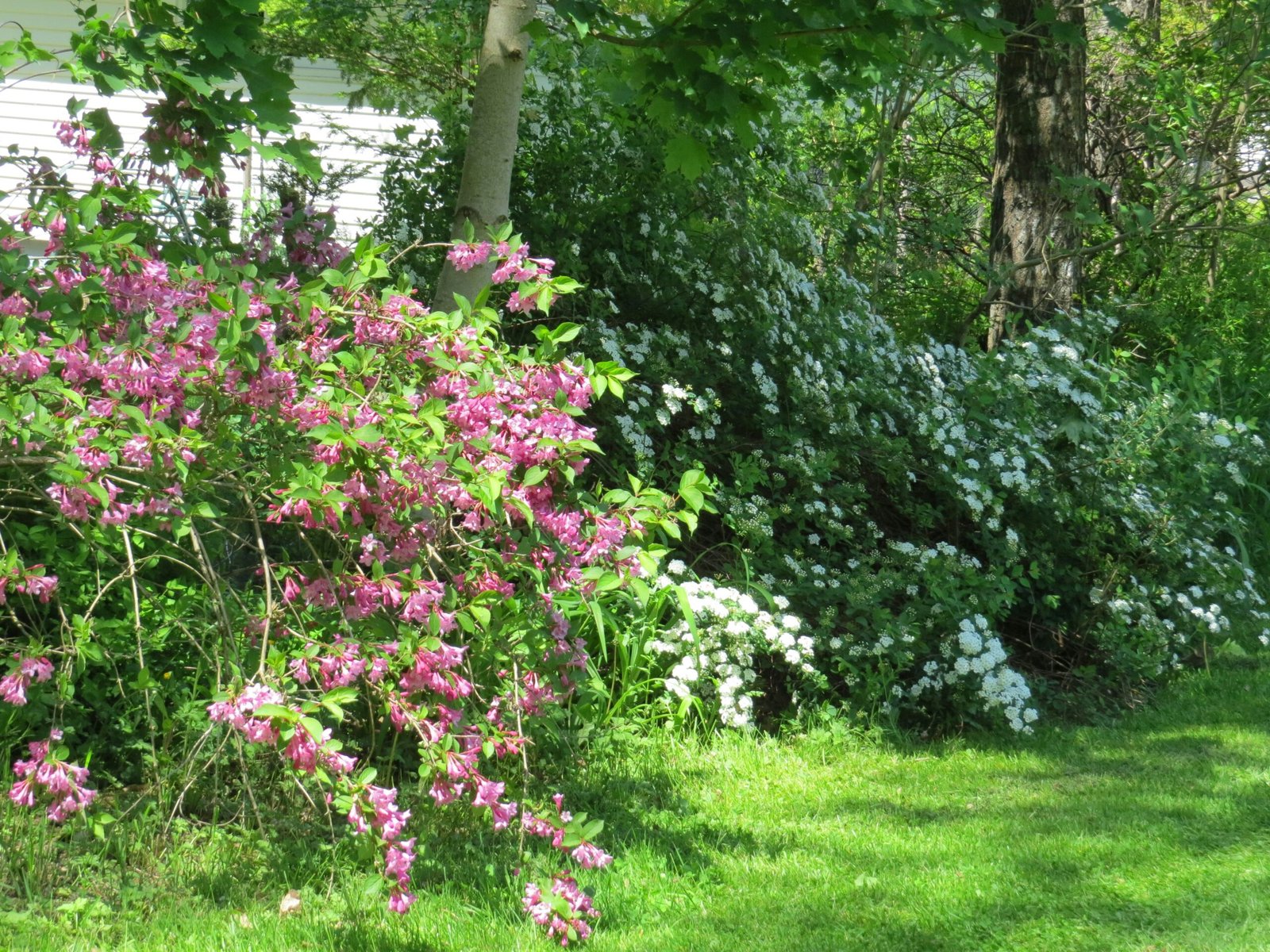 Weigela Bush A Flowering Shrub