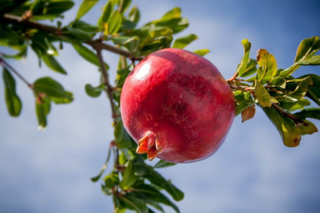 Pomegranate Tree care