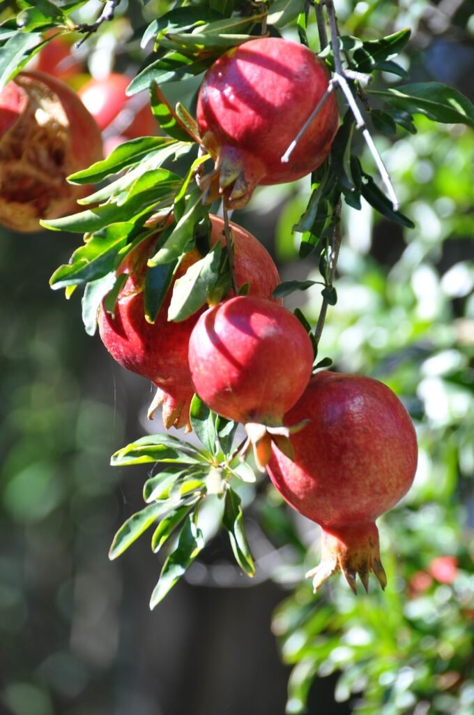 pomegranate tree care